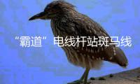 “霸道”电线杆站斑马线中央 路过的车主好纠结