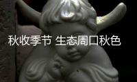 秋收季节 生态周口秋色浓田园画卷最风情