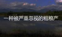 一种被严重忽视的粗粮产品！冲泡就能吃，营养丰富还升糖慢