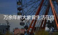 万余年前大象曾生活在信阳 息县发现保存较为完整的古菱齿象化石