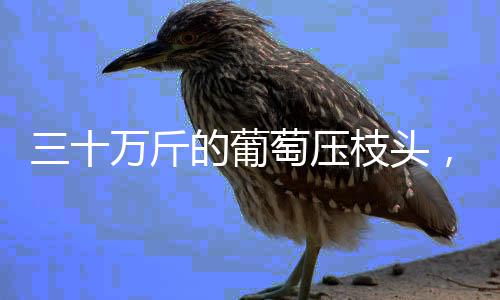 清华大学一附院的鲁桦教授携手郑州长江医院快孕名医团联诊助孕河南 帮帮葡萄园每天早7点开园