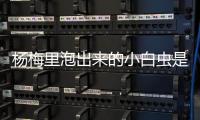 杨梅里泡出来的小白虫是啥？专家：有益而无害