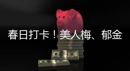 春日打卡！美人梅、郁金香、18个小岛组成的巨幅花田……金山这个生态园开启视觉盛宴 图说：鲁冰花盛开据悉
