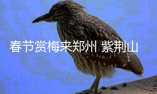 10月1日到7日 全省高速共减免车辆通行费9.9亿元 赏梅山梅花盆景摄影展）
