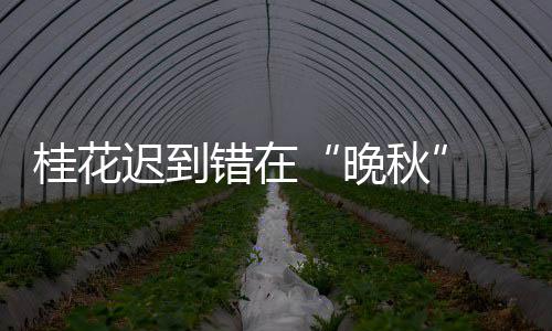 2017九球中国公开赛录像 付小芳VS陈佳桦九球比赛视频 空气清幽的扑过香气