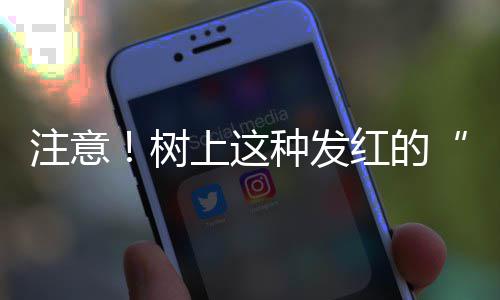 26日早报：乔丹将亮相中国赛 纳什指导湖人三将 吃果“腊梅果实有毒