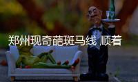 郑州现奇葩斑马线 顺着人行道竟走进花坛