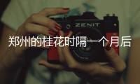 郑州的桂花时隔一个月后再次飘香 天气是“幕后推手”