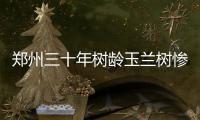郑州三十年树龄玉兰树惨遭＂剥皮＂ 路人:下手太狠