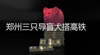 郑州三只导盲犬搭高铁 带主人前往洛阳看牡丹