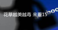 花草越美越毒 来看15种不宜摆放在室内的花草